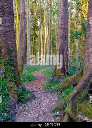 Wickham, UK - April 11, 2020:  Bluebells in the woods - Hundred Acre wood near Wickham, Hampshire, UK Stock Photo