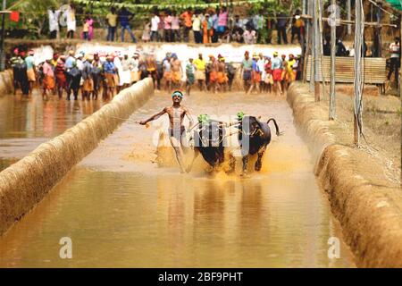 kambala cattle buffalo race held in the district of mangalore,karnataka,south india,india,harvest festival,asia,kambala kerala,kampala Stock Photo