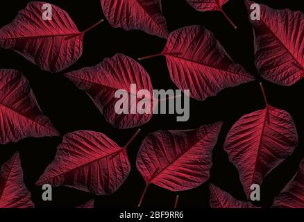 Pattern with red poinsettia on black background. Perfect for textile, web pages, wallpaper. Creative Christmas poinsettia. Flat lay. Stock Photo