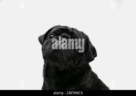 Pug-dog companion is posing. Cute playful black doggy or pet playing isolated on white studio background. Concept of motion, action, movement, pets love. Looks happy, delighted, funny. Stock Photo