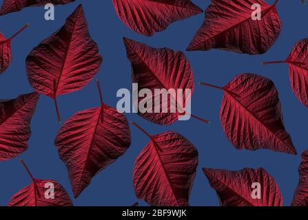 Pattern with red poinsettia on blue background. Perfect for textile, web pages, wallpaper. Creative Christmas poinsettia. Stock Photo