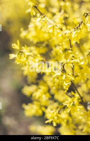 Amazing yellow Forsythia flowers and blue sky. Golden Bell, Border Forsythia  blooming in spring garden. Selective focus. Place for text. Stock Photo