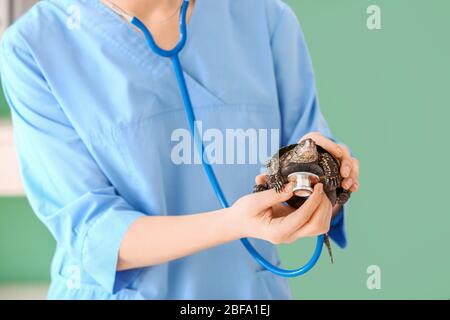 Veterinarian examining cute turtle in clinic Stock Photo