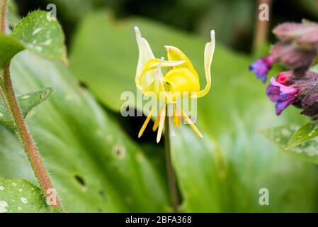 The flower of a dog's tooth violet 'Pagoda' (Erythronium 'Pagoda') Stock Photo