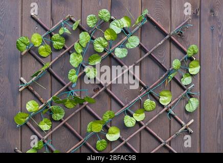 background, texture, artificial leaves of a plant, a bindweed, on the ornament from dry branches are located on a wooden surface Stock Photo