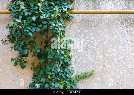A green plant against a large grey concrete wall. Stock Photo