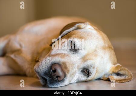 sad white labrador lies at home on the floor Stock Photo