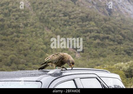 Koa bird on car roof parked near Monkey creek, shot in bright cloudy light at Fiordland Park, Southland, South Island, New Zealand Stock Photo