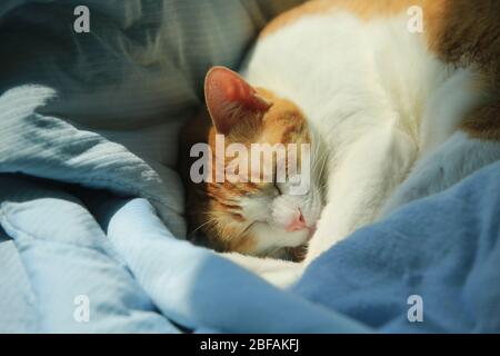 deep sleep cat head under the sun light at morning Stock Photo