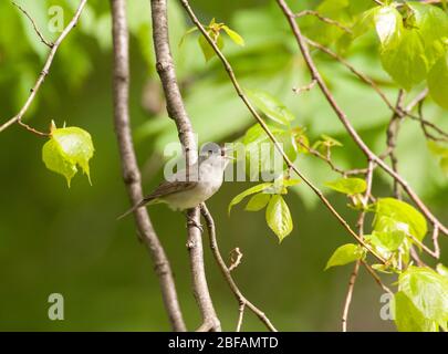 male Blackcap, Sylvia atricapilla, singing perched on branch, London, United Kingdom Stock Photo