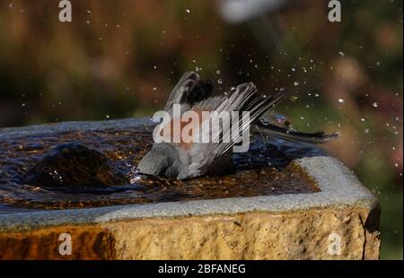 A Red Backed, Dark Eyed Junta takes a refreshing bath in a stone fountain. Stock Photo