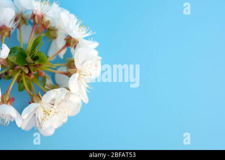 Blurred focus - twig of white cherry flowers on a blue background top view. Blooming cherry on a blue background copy space Stock Photo
