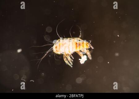 House dust mite under the microscope 100x Stock Photo
