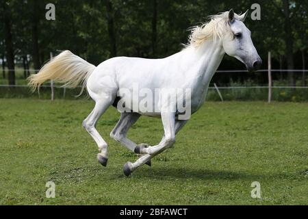 Grey colored purebred andalusian horse with long mane galloping across green pasture Stock Photo