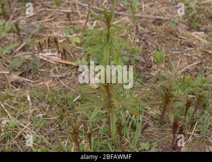 Spring Shoots of the Rosebay Willowherb Wild Flower (Chamerion angustifolium) Growing on a Roadside Bank in Rural Devon, England, UK Stock Photo