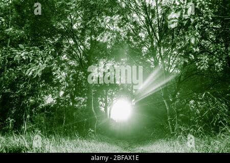 Torch, light beam in woods, forest at night. Spooky, scary... concept Stock Photo
