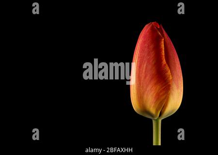 Single tulip bud isolated on black background. Puristic modern design in high resolution with copy space. Close up macro photography. Stock Photo