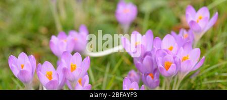 panoramic shot of pink colored crocus flowers in spirng Stock Photo