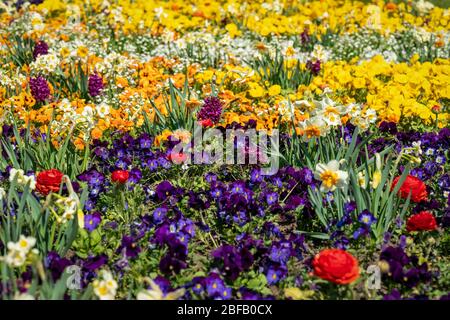 A mixed flower bed with daffodils tulips and crocuses like a wild ...