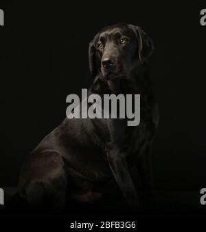 Black Labrador dog in studio black background Stock Photo