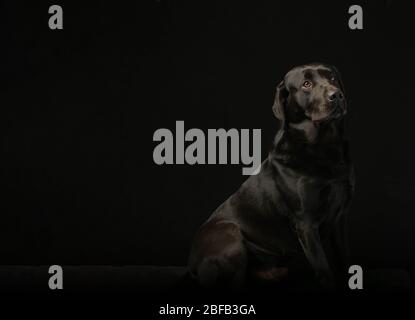 Black Labrador dog in studio black background Stock Photo