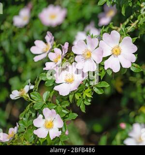 Flowering rose hips, Rosa canina, in spring Stock Photo