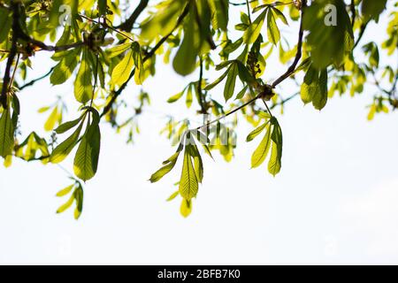 Horse chestnut tree (Aesculus hippocastanum). Fresh bright vibrant green leaves from tree branches against sunlight Stock Photo