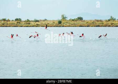 Group of Pink flamingos is flying over the salt lake Stock Photo