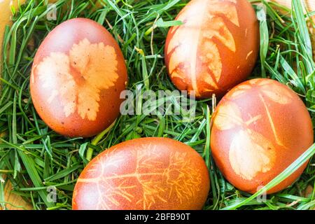 Traditional Easter eggs dyed with red onion and decorated with small plant leaves in wooden bowl filled with grass, Hungary. Step 3 of 3. Stock Photo