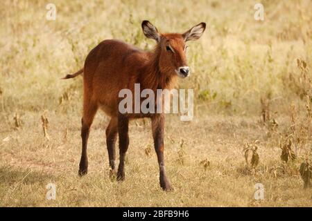 Small calf of waterbuck, large antelope found widely in sub-Saharan Africa Stock Photo