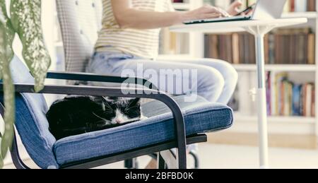cute little cat sleeping in an armchair woman working from home in the background stay home and healthy coronavirus Stock Photo