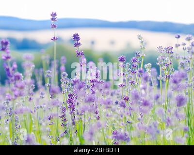 Violet lavender field blooming in summer sunlight. Sea of Lilac Flowers landscape in Provence, France. Bunch of scented flowers of the French Provence Stock Photo