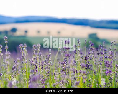 Violet lavender field blooming in summer sunlight. Sea of Lilac Flowers landscape in Provence, France. Bunch of scented flowers of the French Provence Stock Photo
