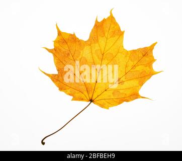 Autumnally coloured yellow leaf from Norway maple (Acer platanoides), Austria Stock Photo