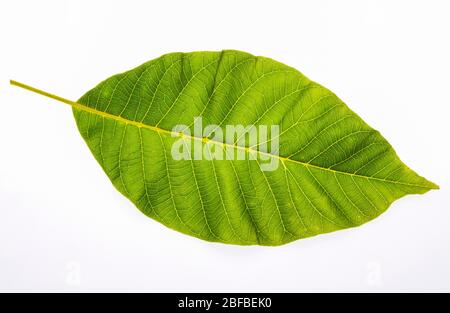 Walnut leaf (Juglans regia), Austria Stock Photo