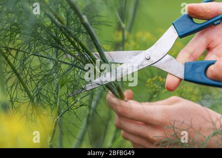 Gardening and agriculture concept. Female farm worker hand harvesting green fresh ripe organic dill in garden bed. Vegan vegetarian home grown food production. Woman farmer picking fragrant herb Stock Photo