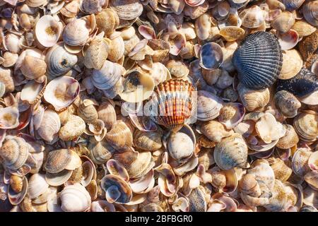 Colorful seashells on the beach, may be used as background Stock Photo