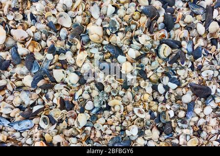 Multitude of small seashells on the beach, may be used as background Stock Photo