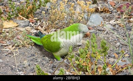 Monk Parakeet (Myiopsitta monachus) living free in the Canary Islands Stock Photo