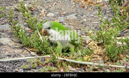 Monk Parakeet (Myiopsitta monachus) living free in the Canary Islands Stock Photo