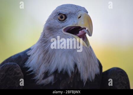 A young bald eagle holds his beak open during the heat of the Arizona mid day sun to cool down Stock Photo