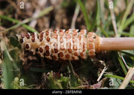 Fertile shoot of the field horsetail (Equisetum arvense). Stock Photo