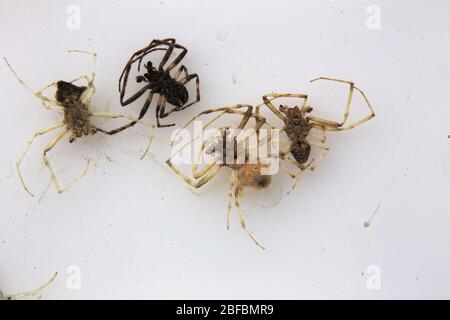 Group of dead spiders (Araneus quadratus, the four-spot orb-weaver), on white background. Stock Photo