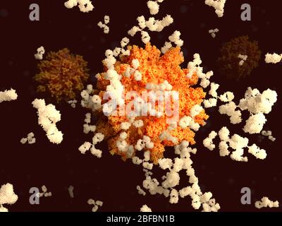 Illustration of antibodies (Y-shaped) responding to an infection with the new coronavirus SARS-CoV-2 (orange). The virus emerged in Wuhan, China, in D Stock Photo