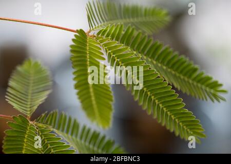 Shy plant bright green foliage. Mimosa perdica sensitive plant leaves that move when touched. Natural defense mechanisms of wild plant. Stock Photo