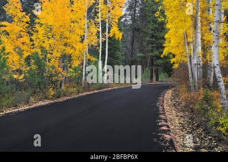 Autumn changing aspen trees line the road into Central Oregon’s Black Butte Ranch. Stock Photo