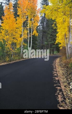 Autumn changing aspen trees line the road into Central Oregon’s Black Butte Ranch. Stock Photo