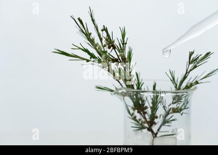 green plant with white small flower in science beaker with water drop from glass dropper in medical cosmetic research laboratory Stock Photo