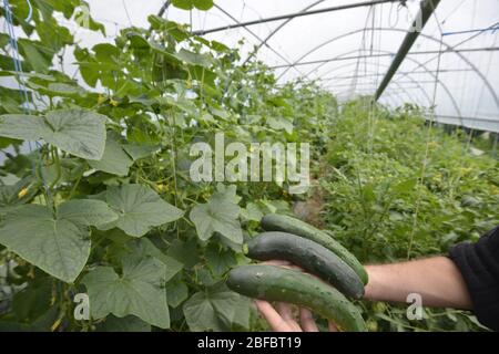 Natural chicken farm and natural vegetable production. Stock Photo
