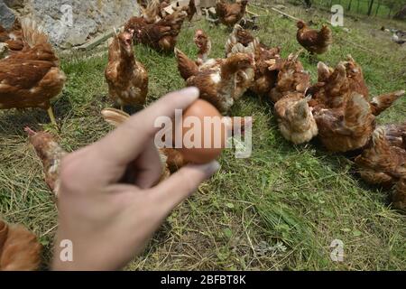 Natural chicken farm and natural vegetable production. Stock Photo